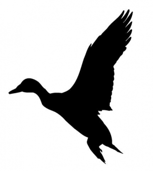 Car-Sticker "Duck"