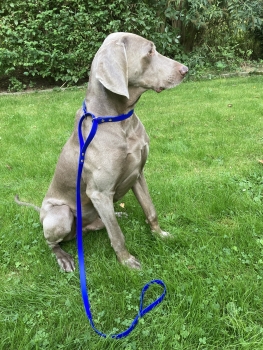 Biothane hunting leash 19mm "BLUE"