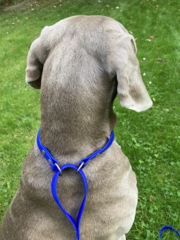 Biothane hunting leash 19mm "BLUE"