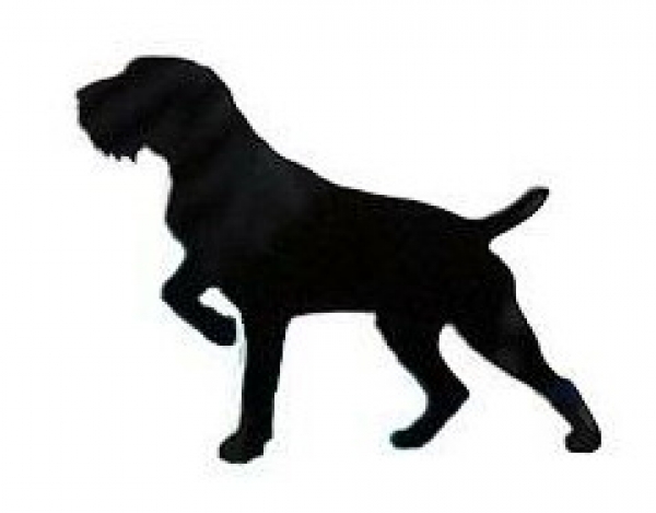 Car-Sticker "German Wirehaired Pointer, docked"