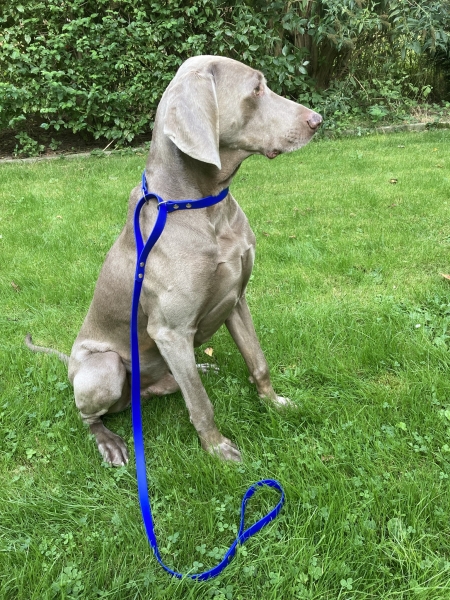 Biothane hunting leash 19mm "BLUE"