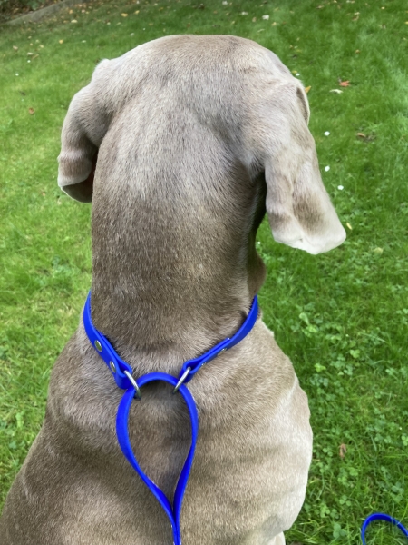 Biothane hunting leash 19mm "BLUE"