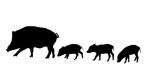 Car-Sticker "wild boar group"