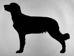Car-Sticker "Weimaraner Longhair"
