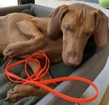 Preview: Biothane Jagd-Leine 9mm "DEREK"