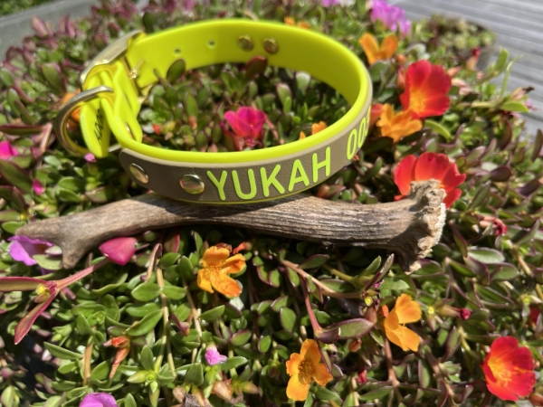 Biothane collar+PRINT 19/25 "bicolor" (buckle)