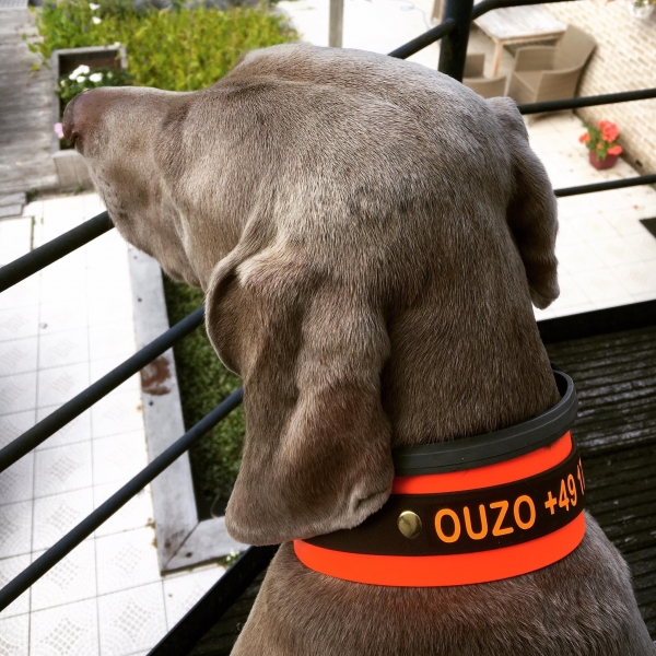 Biothane Halsband MIT PRINT 25/50mm "bicolor" (Schnalle)