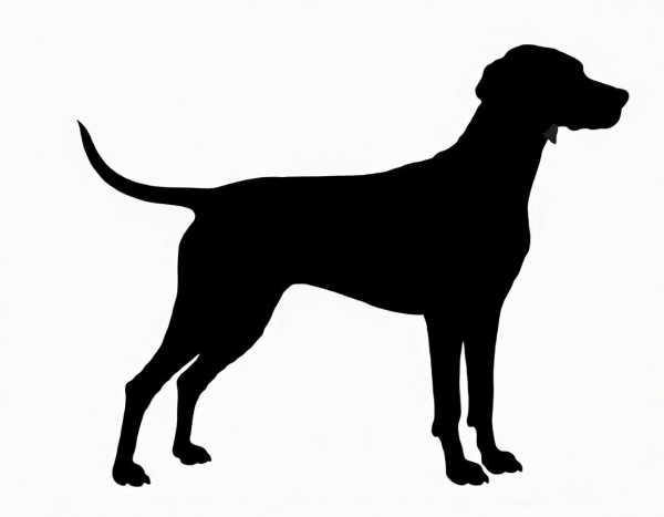Car-Sticker "Vizsla Kurzhaar"